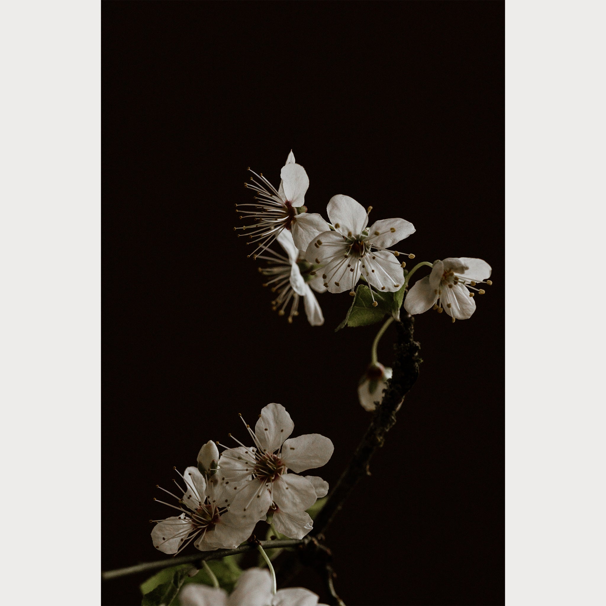 Buy Branches and Blossoms - 3 | Size: 16"" x 24"" Refurbished - $220.78 Branches and Blossoms - 3 | Size: 16"" x 24"" Refurbished - Teolai Design refurbished available on Cerqular