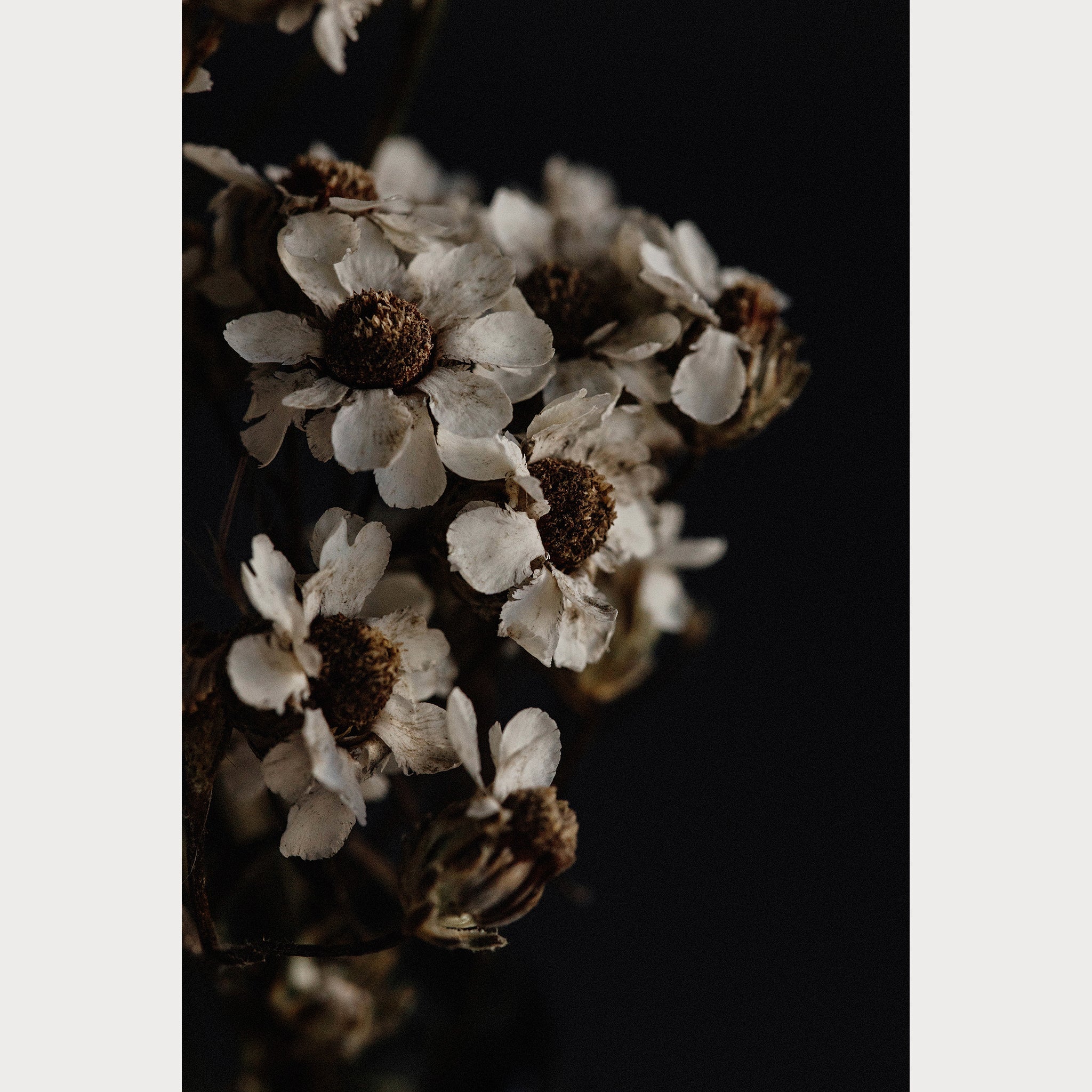 Founders Collection - 7 | Size: 24"" x 36"" Refurbished - Teolai Design refurbished available on Cerqular