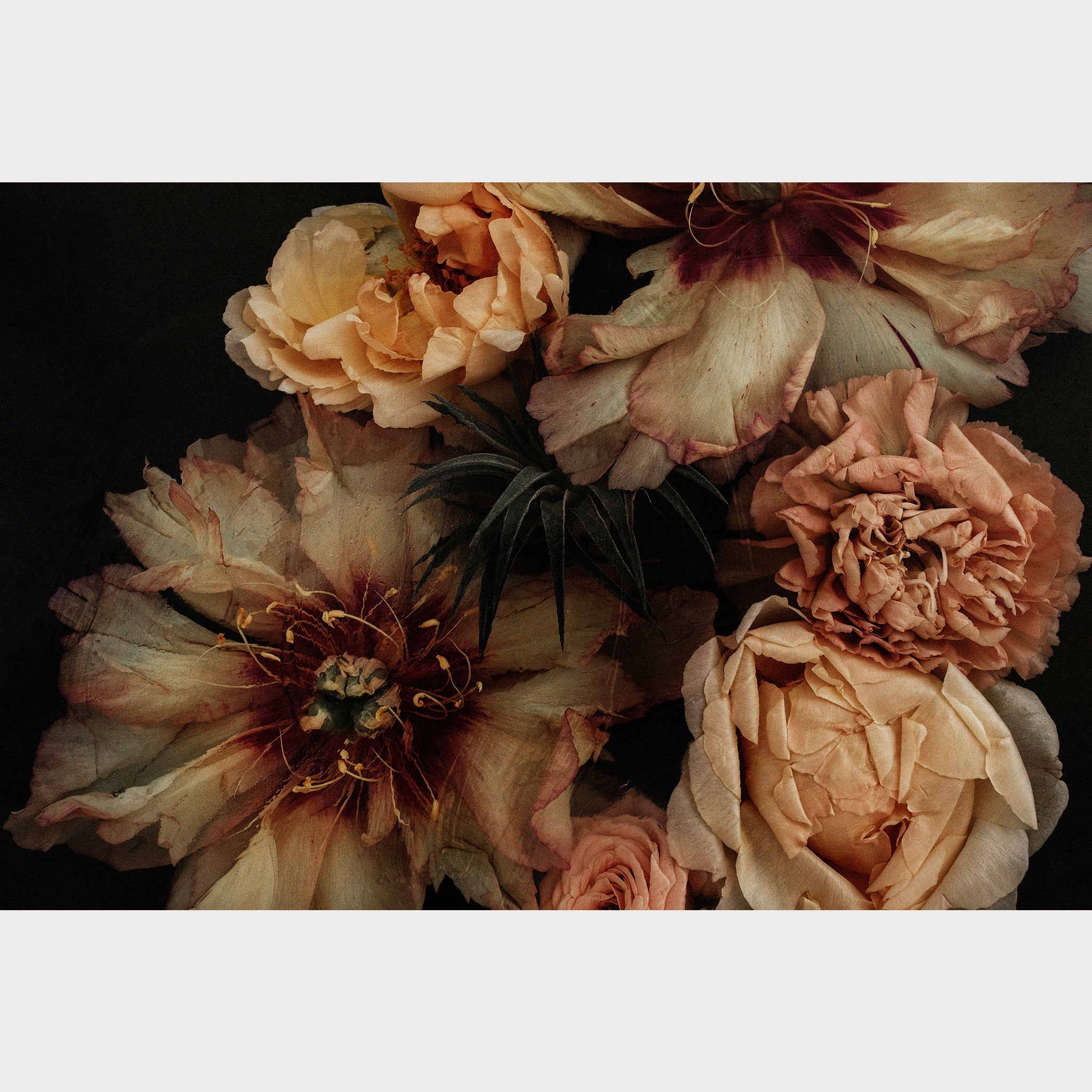 Founders Collection - 2 | Size: 32"" x 48"" Refurbished - Teolai Design refurbished available on Cerqular