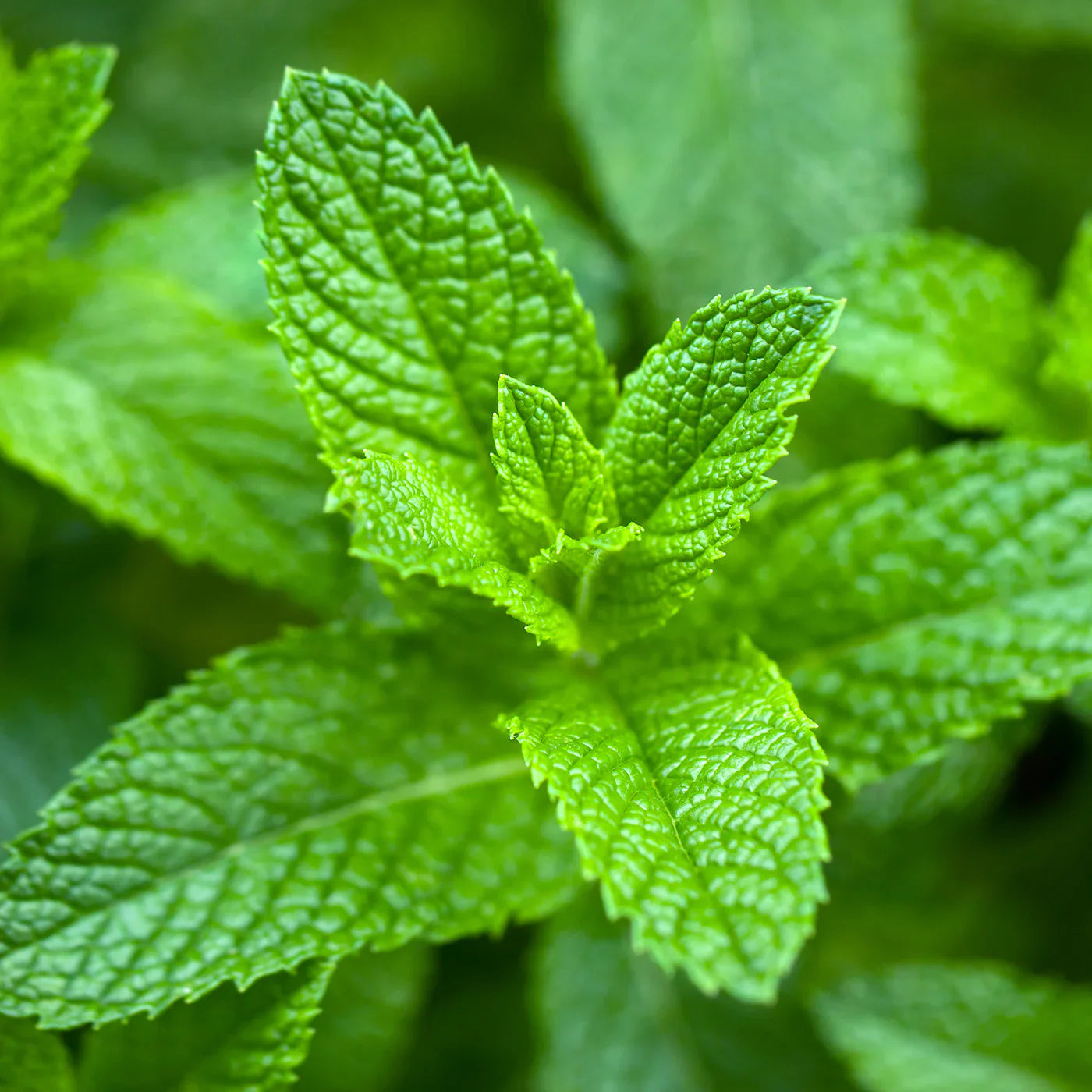 Spearmint Pure Essential Oil - 17mL & 60mL sizes | Fair Trade + Ethically Sourced | Size: 17mL Refurbished - Bella Glow Skincare refurbished available on Cerqular