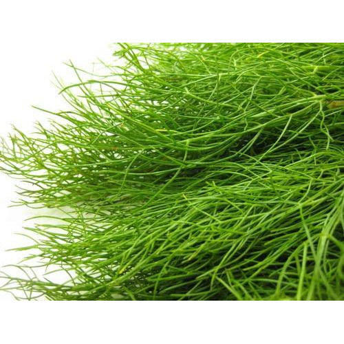 Sweet Fennel Pure Essential Oil - 17mL & 60mL sizes | Fair Trade + Ethically Sourced | Size: 60mL Refurbished - Bella Glow Skincare refurbished available on Cerqular