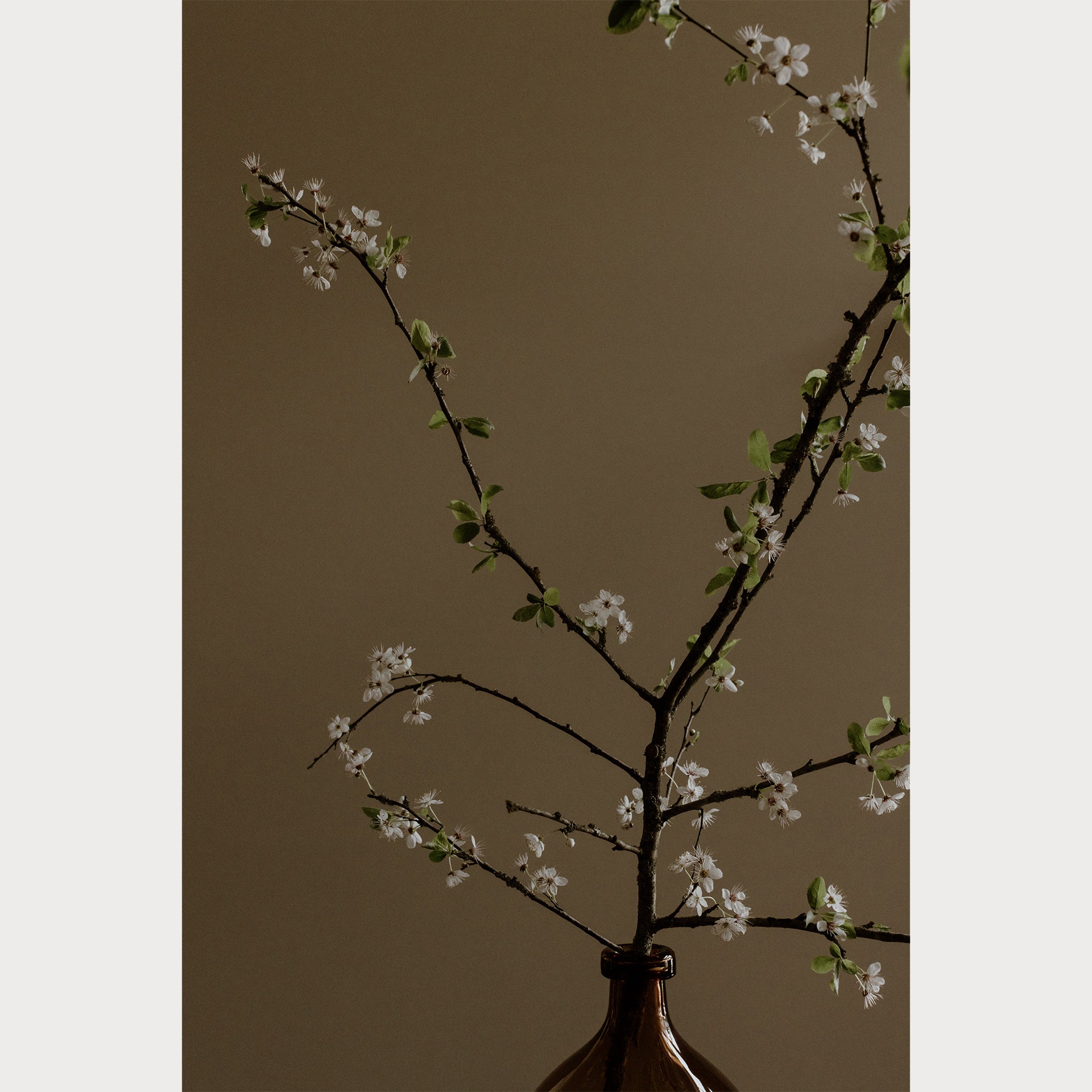 Branches and Blossoms - 4 | Size: 24"" x 36"" Refurbished - Teolai Design refurbished available on Cerqular