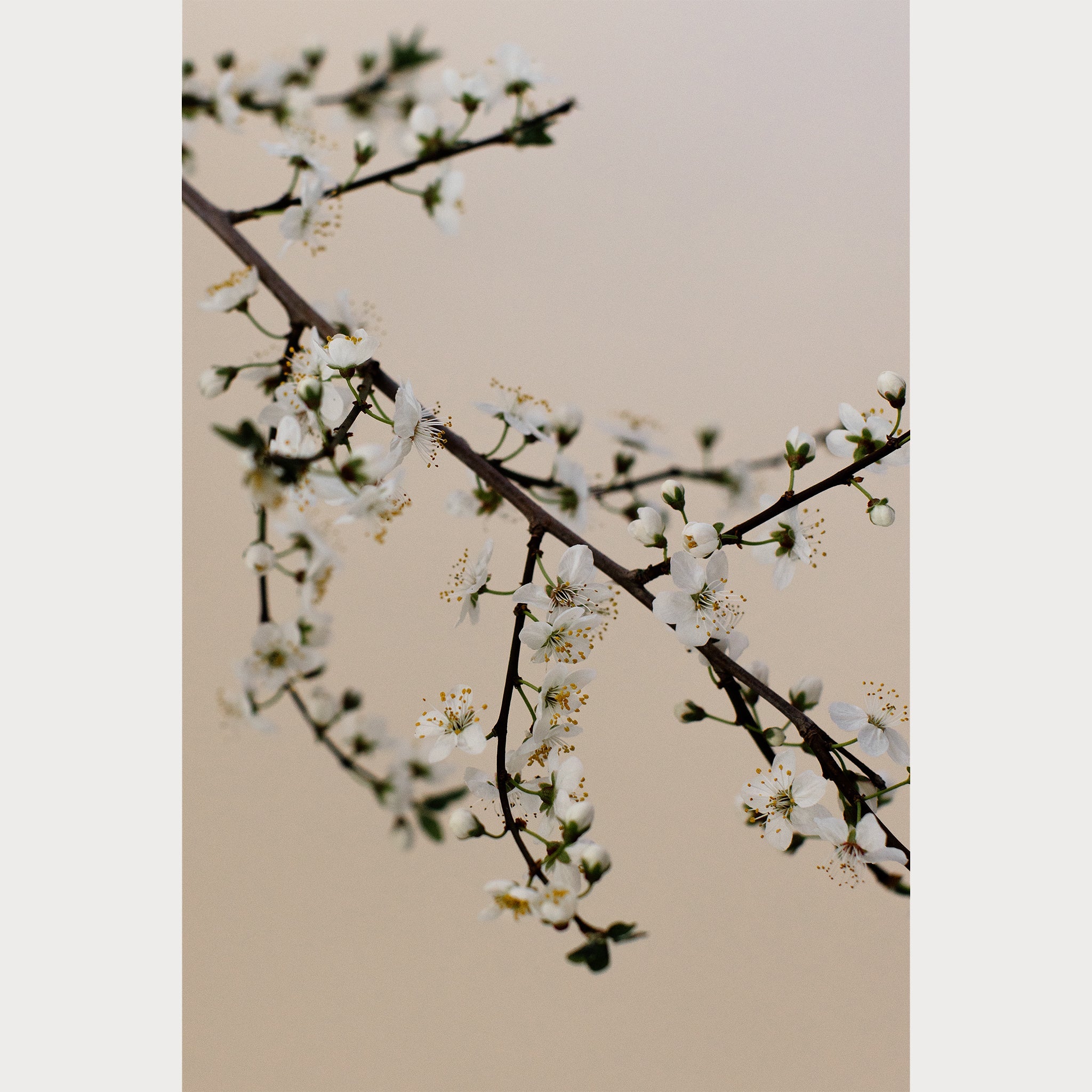 Branches and Blossoms - 2 | Size: 16"" x 24"" Refurbished - Teolai Design refurbished available on Cerqular