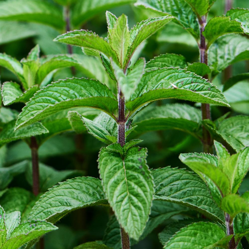 Peppermint Pure Essential Oil - 17mL & 60mL sizes | Fair Trade + Ethically Sourced | Size: 60mL Refurbished - Bella Glow Skincare refurbished available on Cerqular