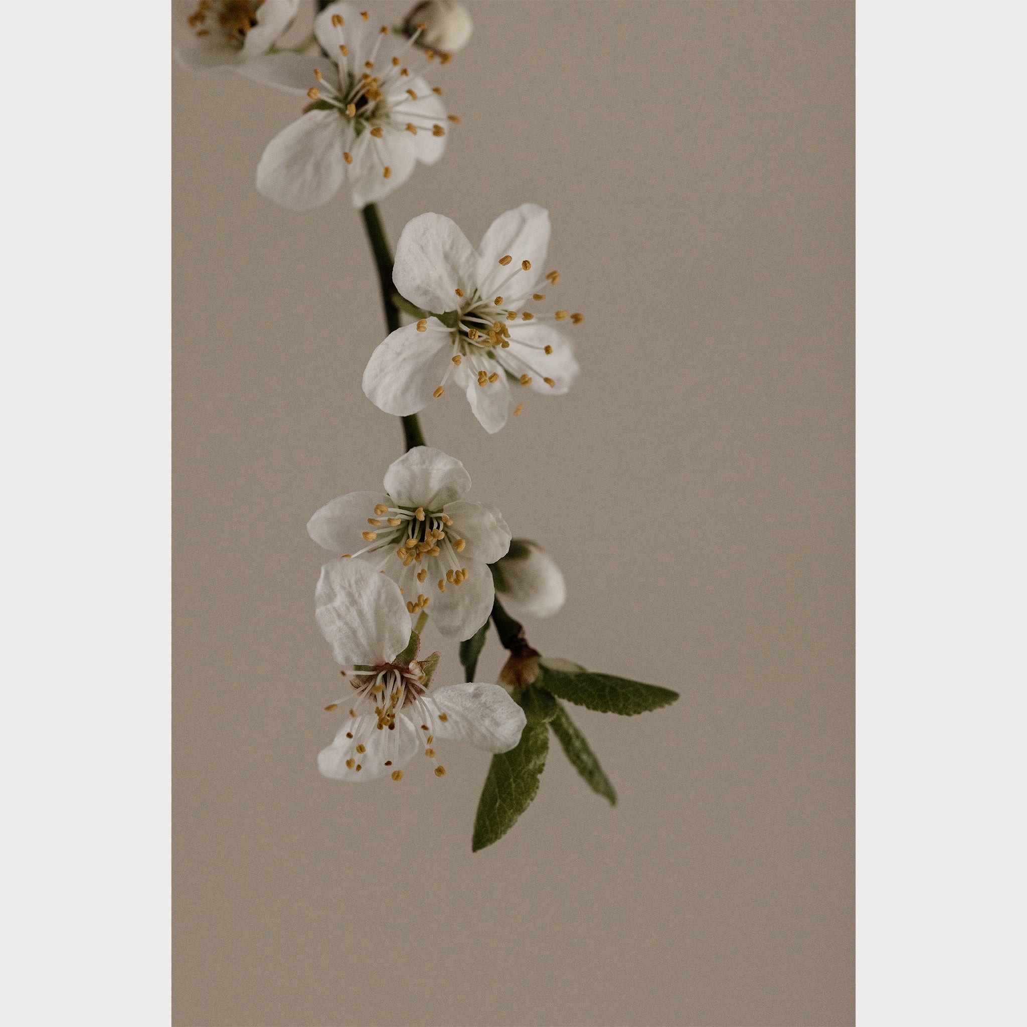 Branches and Blossoms - 1 | Size: 32"" x 48"" Refurbished - Teolai Design refurbished available on Cerqular