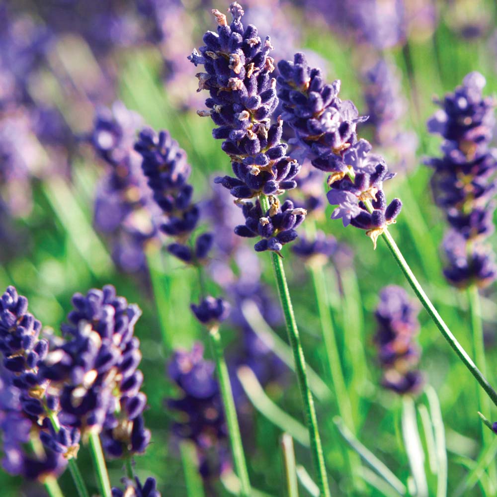 Lavender (Bulgarian) Pure Essential Oil - 17mL & 60mL sizes | Fair Trade + Ethically Sourced | Size: 60mL Refurbished - Bella Glow Skincare refurbished available on Cerqular