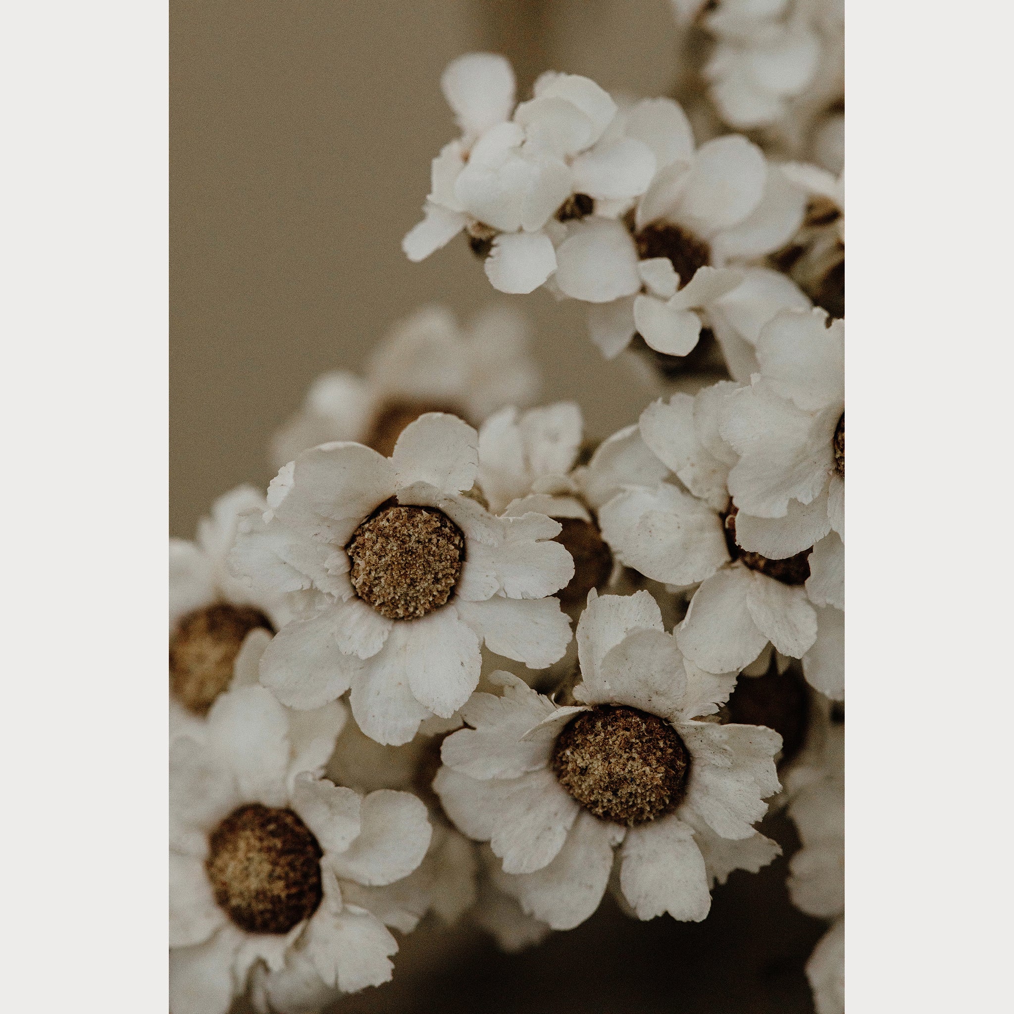 Founders Collection - 8 | Size: 30"" x 40"" Refurbished - Teolai Design refurbished available on Cerqular