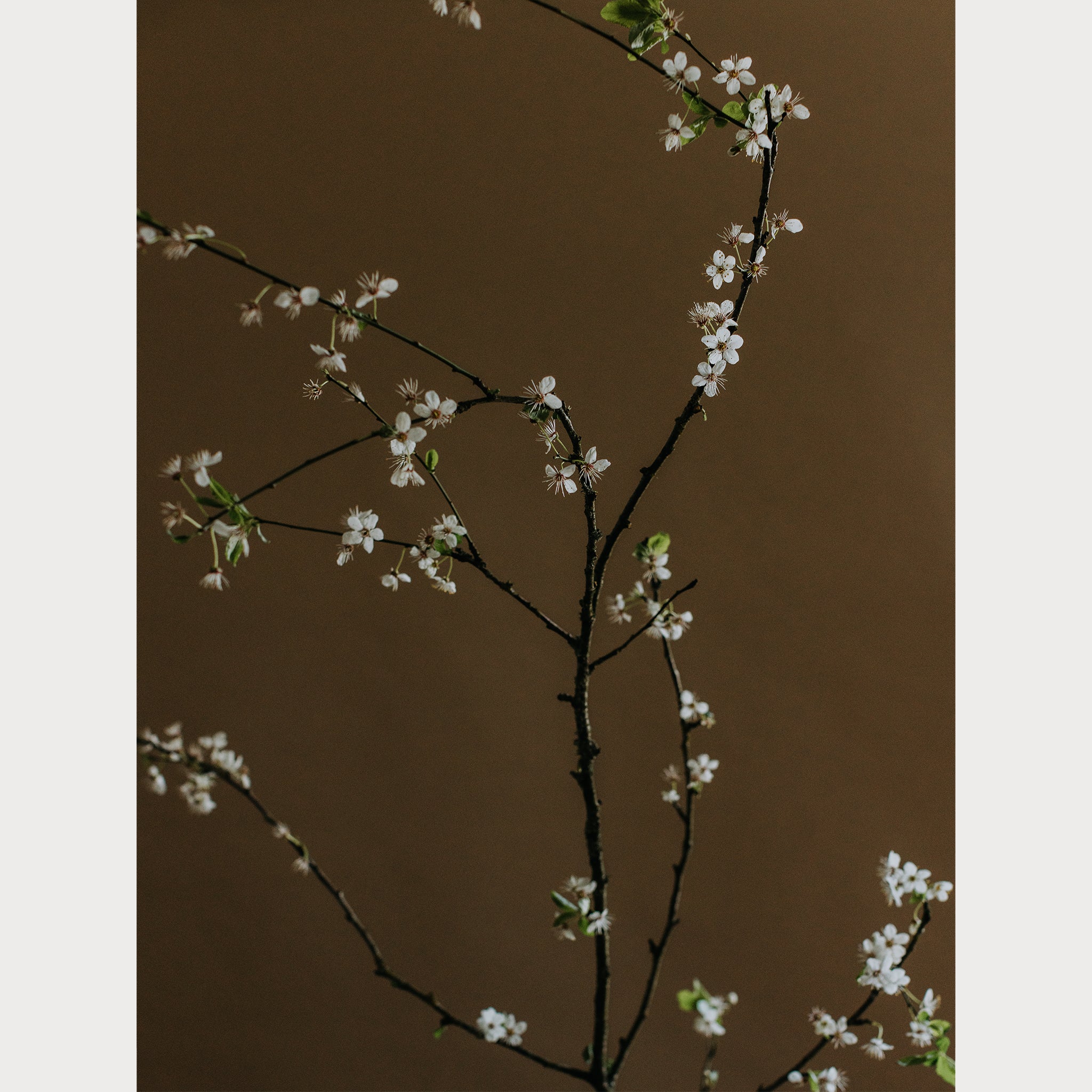Branches and Blossoms - 5 | Size: 24"" x 36"" Refurbished - Teolai Design refurbished available on Cerqular
