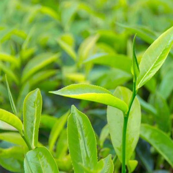 Buy Tea Tree Pure Essential Oil - 17mL & 60mL sizes | Fair Trade + Ethically Sourced | Size: 17mL Refurbished - $29.00 Tea Tree Pure Essential Oil - 17mL & 60mL sizes | Fair Trade + Ethically Sourced | Size: 17mL Refurbished - Bella Glow Skincare refurbished available on Cerqular