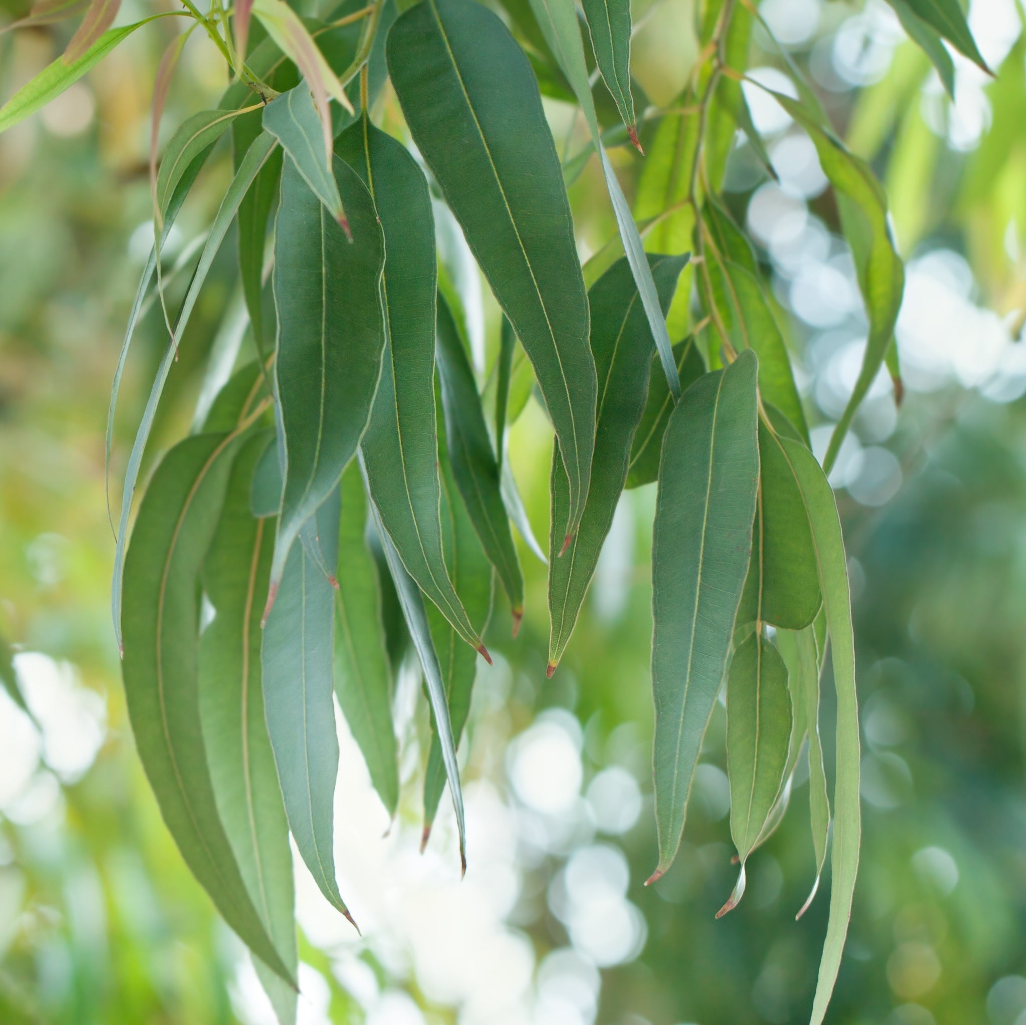 Eucalyptus Pure Essential Oil - 17mL & 60mL sizes | Fair Trade + Ethically Sourced | Size: 60mL Refurbished - Bella Glow Skincare refurbished available on Cerqular