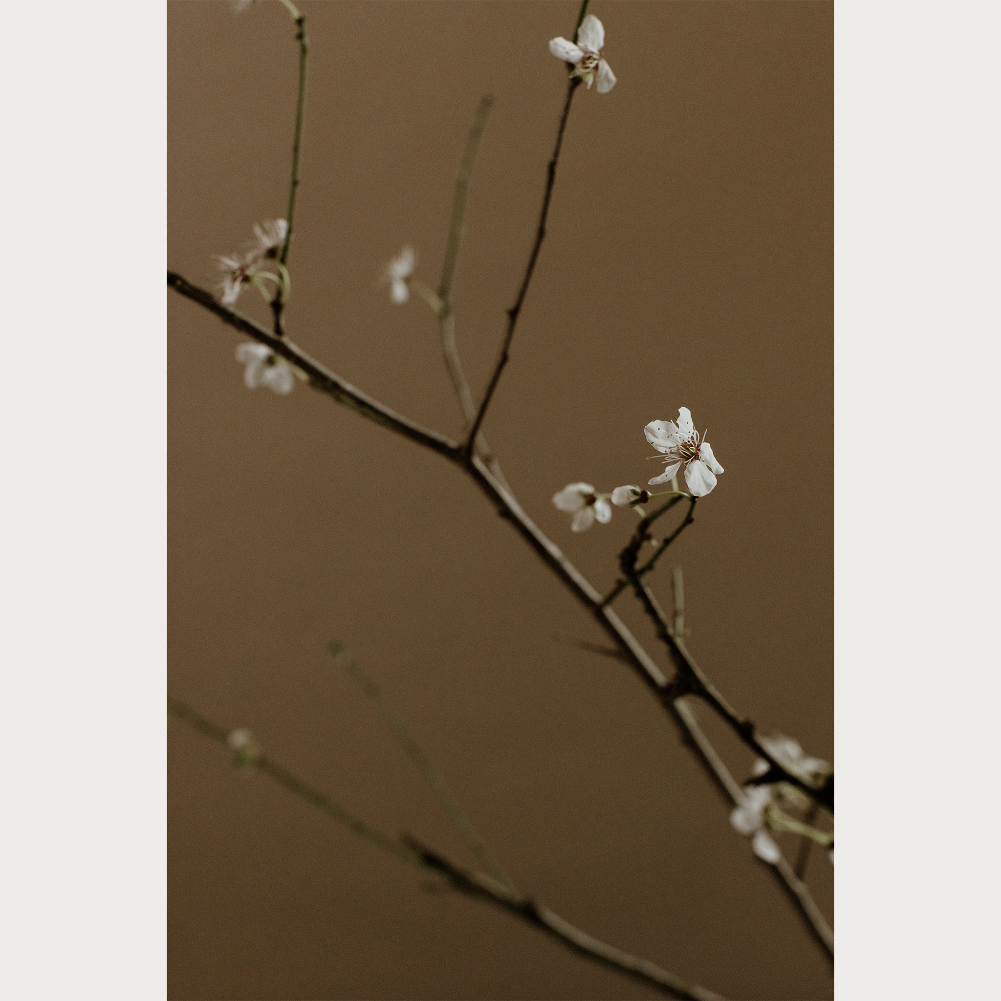 Branches and Blossoms - 7 | Size: 32"" x 48"" Refurbished - Teolai Design refurbished available on Cerqular