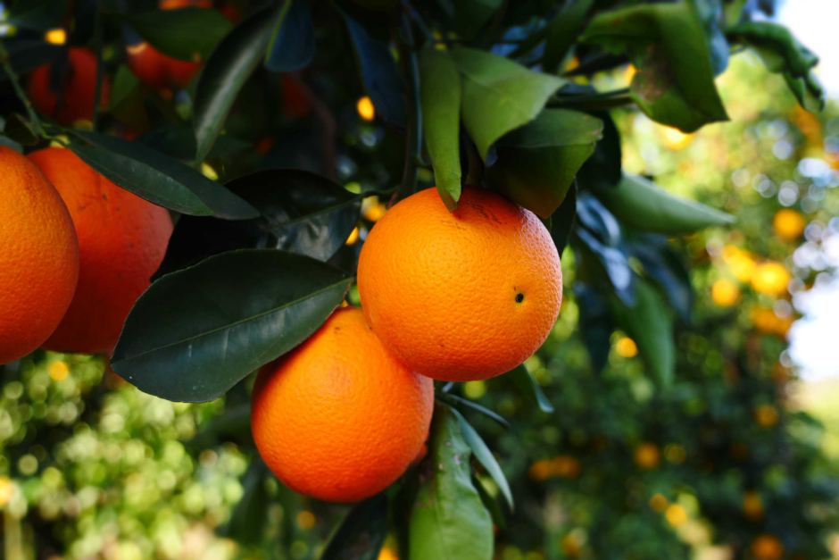 Orange (Sweet) Pure Essential Oil - 17mL & 60mL sizes | Fair Trade + Ethically Sourced | Size: 17mL Refurbished - Bella Glow Skincare refurbished available on Cerqular