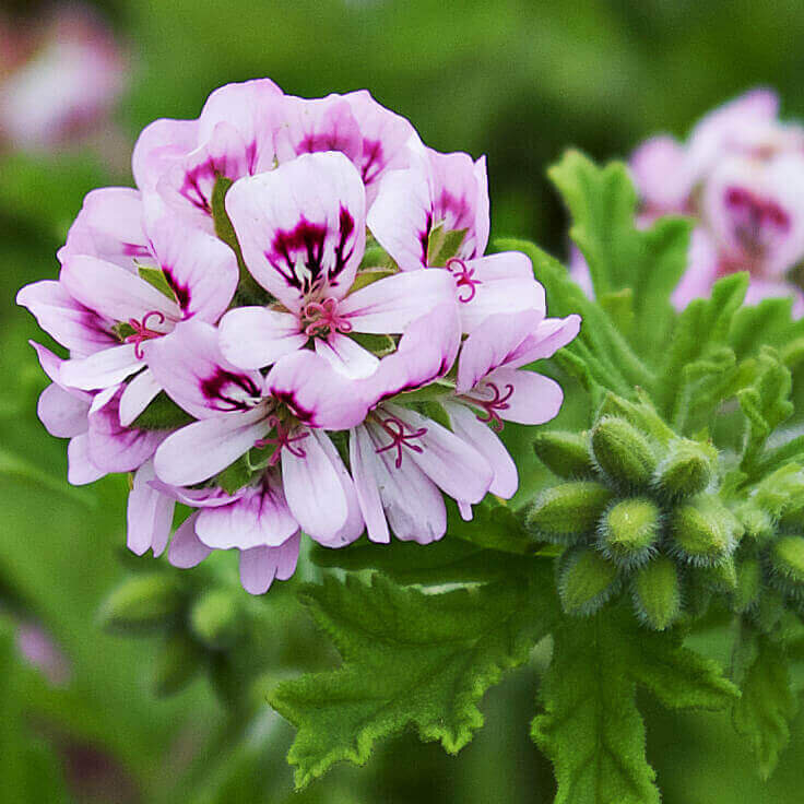 Rose Geranium Pure Essential Oil - 17mL & 60mL sizes | Fair Trade + Ethically Sourced | Size: 60mL Refurbished - Bella Glow Skincare refurbished available on Cerqular