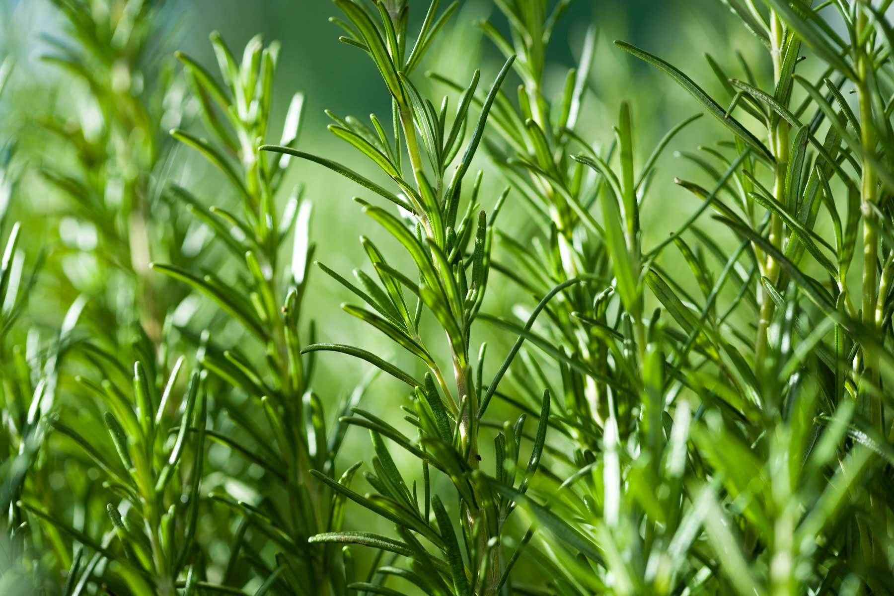 Buy Rosemary Pure Essential Oil - 17mL & 60mL sizes | Fair Trade + Ethically Sourced | Size: 17mL Refurbished - $29.00 Rosemary Pure Essential Oil - 17mL & 60mL sizes | Fair Trade + Ethically Sourced | Size: 17mL Refurbished - Bella Glow Skincare refurbished available on Cerqular