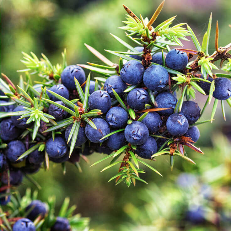 Juniper Berry Pure Essential Oil - 17mL & 60mL sizes | Fair Trade + Ethically Sourced | Size: 60mL Refurbished - Bella Glow Skincare refurbished available on Cerqular