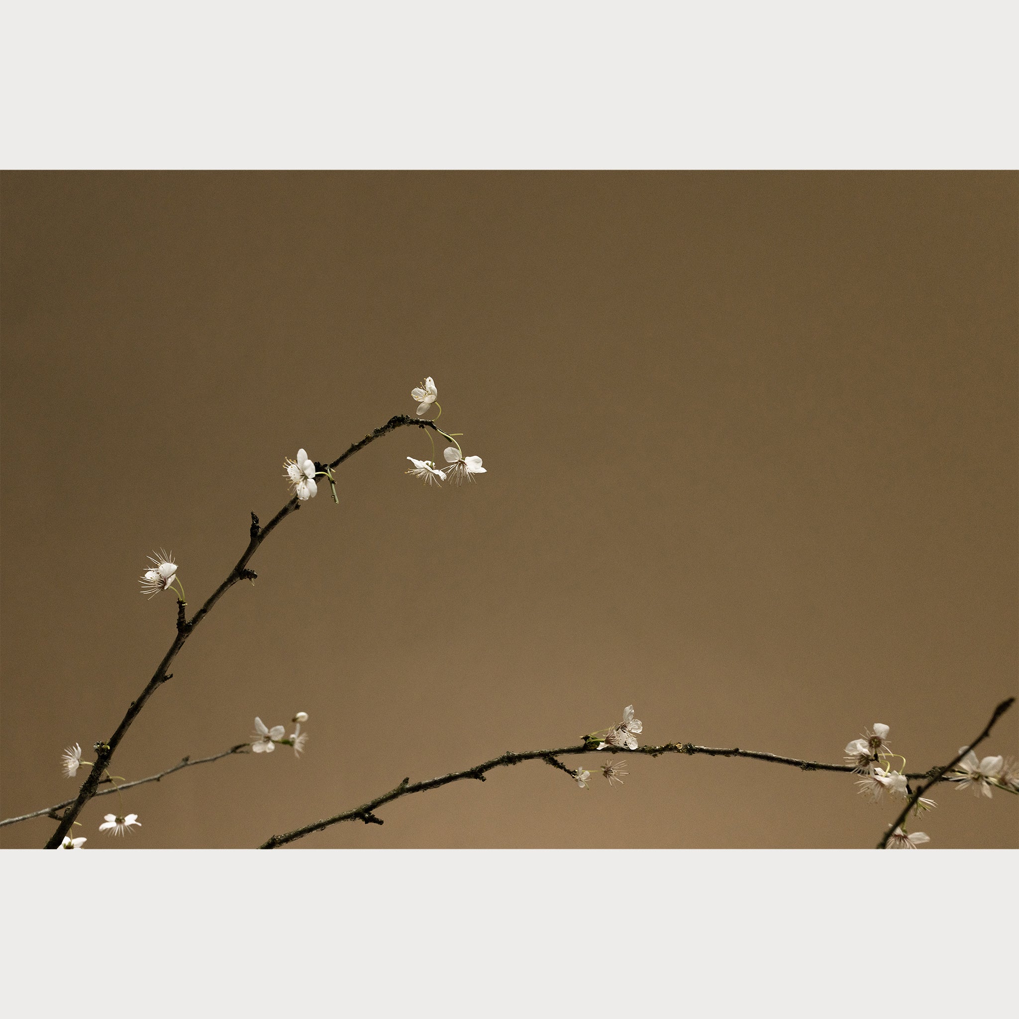 Branches and Blossoms - 6 | Size: 32"" x 48"" Refurbished - Teolai Design refurbished available on Cerqular